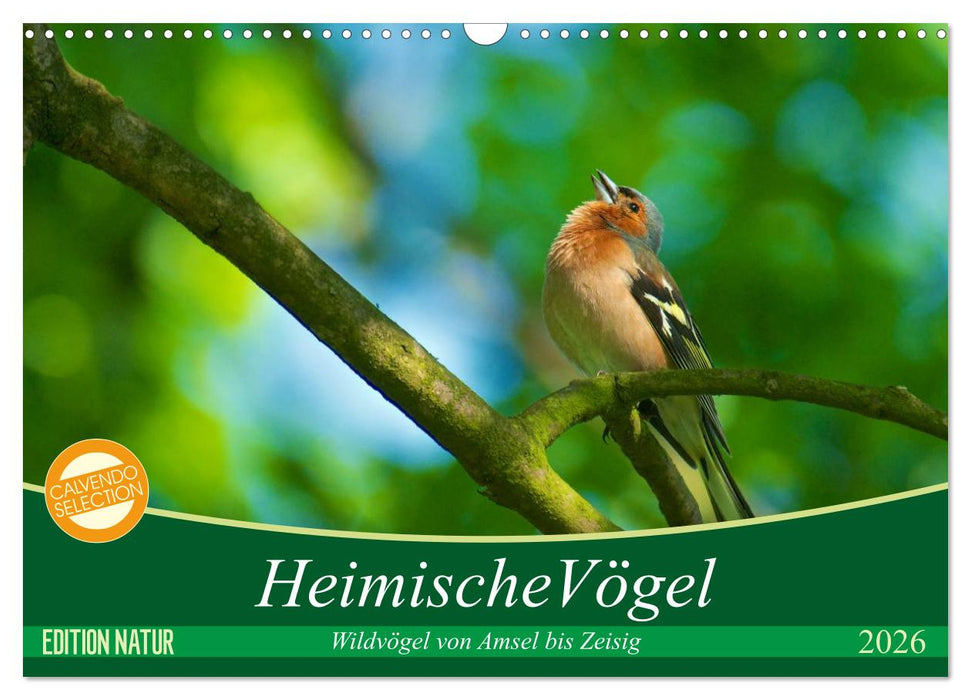 Heimische Vögel (CALVENDO Wandkalender 2026)