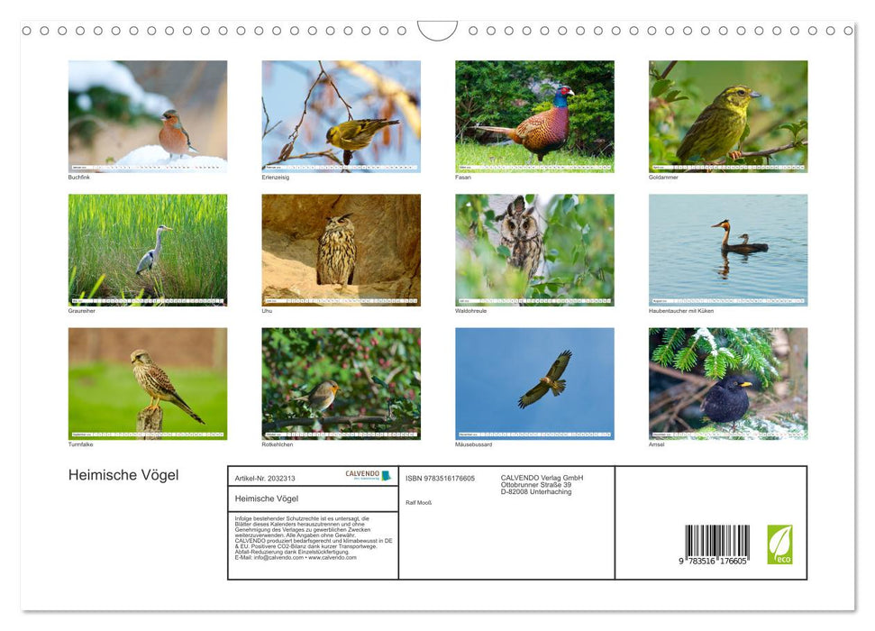 Heimische Vögel (CALVENDO Wandkalender 2026)
