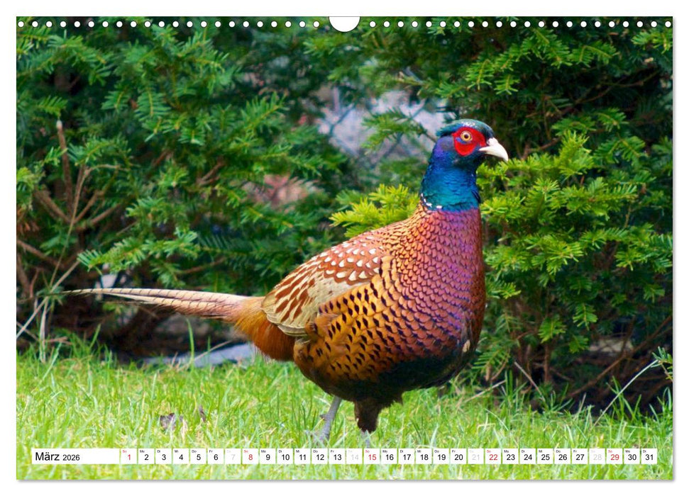 Heimische Vögel (CALVENDO Wandkalender 2026)