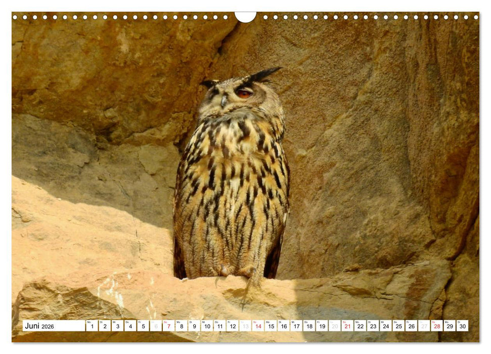 Heimische Vögel (CALVENDO Wandkalender 2026)