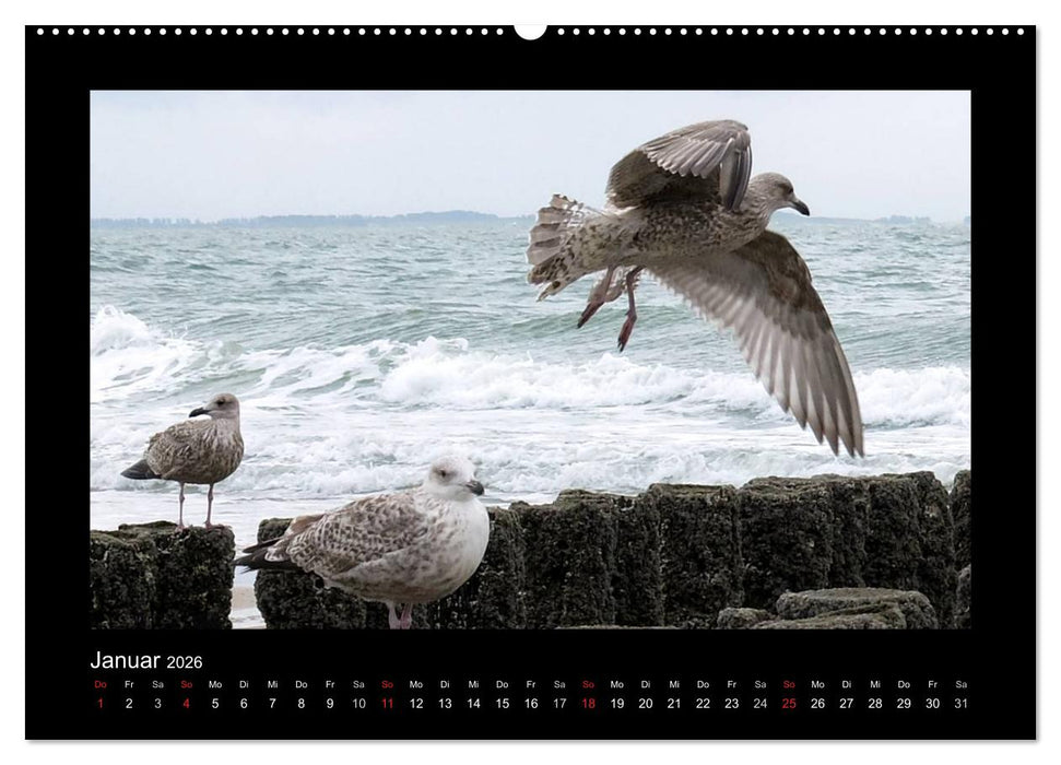 An der Nordsee (CALVENDO Premium Wandkalender 2026)