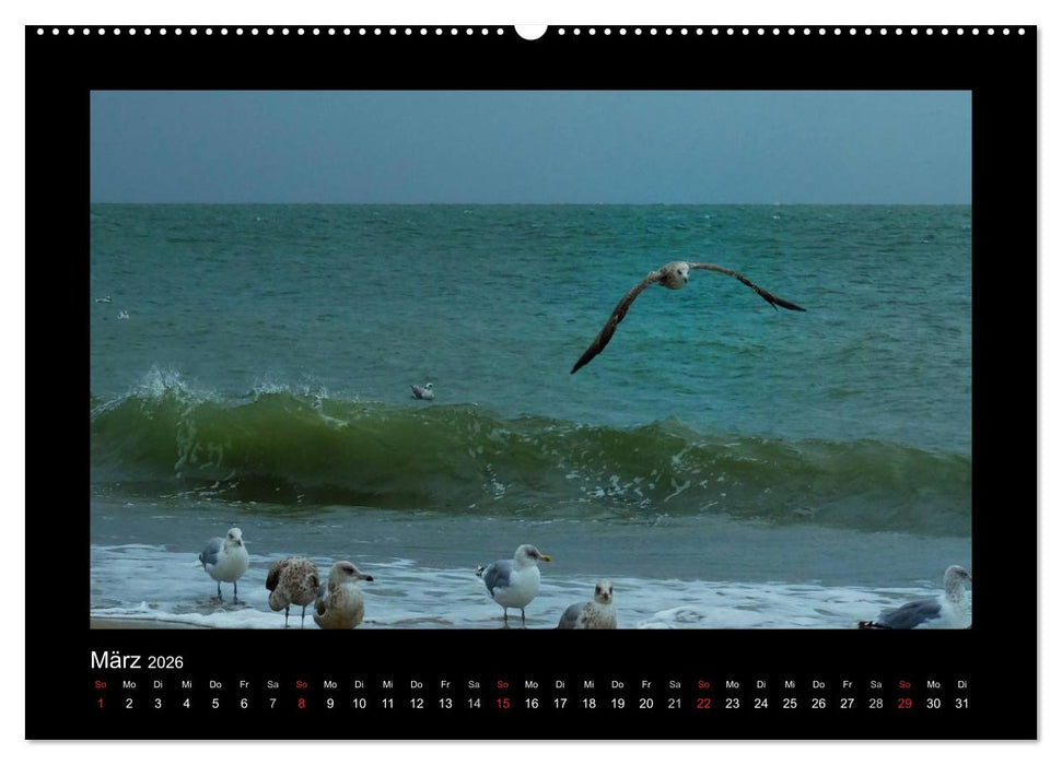 An der Nordsee (CALVENDO Premium Wandkalender 2026)