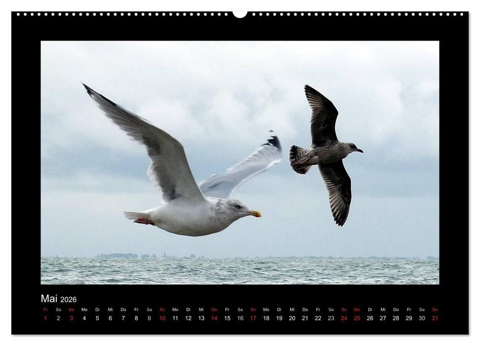 An der Nordsee (CALVENDO Premium Wandkalender 2026)