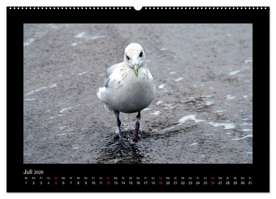 An der Nordsee (CALVENDO Premium Wandkalender 2026)