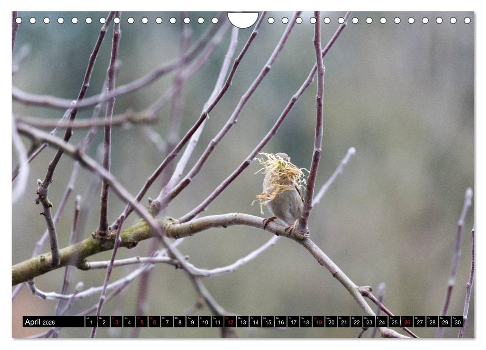Gartenvögel (CALVENDO Wandkalender 2026)