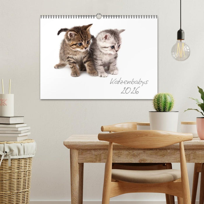 Katzenbabys (CALVENDO Wandkalender 2026)