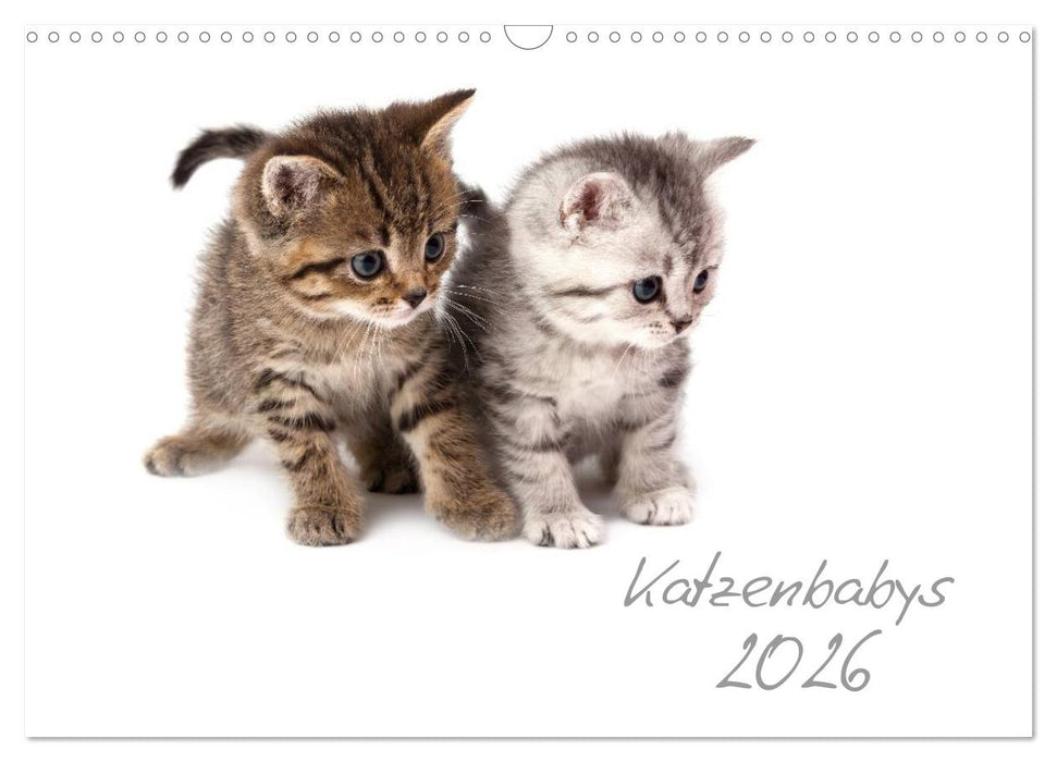 Katzenbabys (CALVENDO Wandkalender 2026)