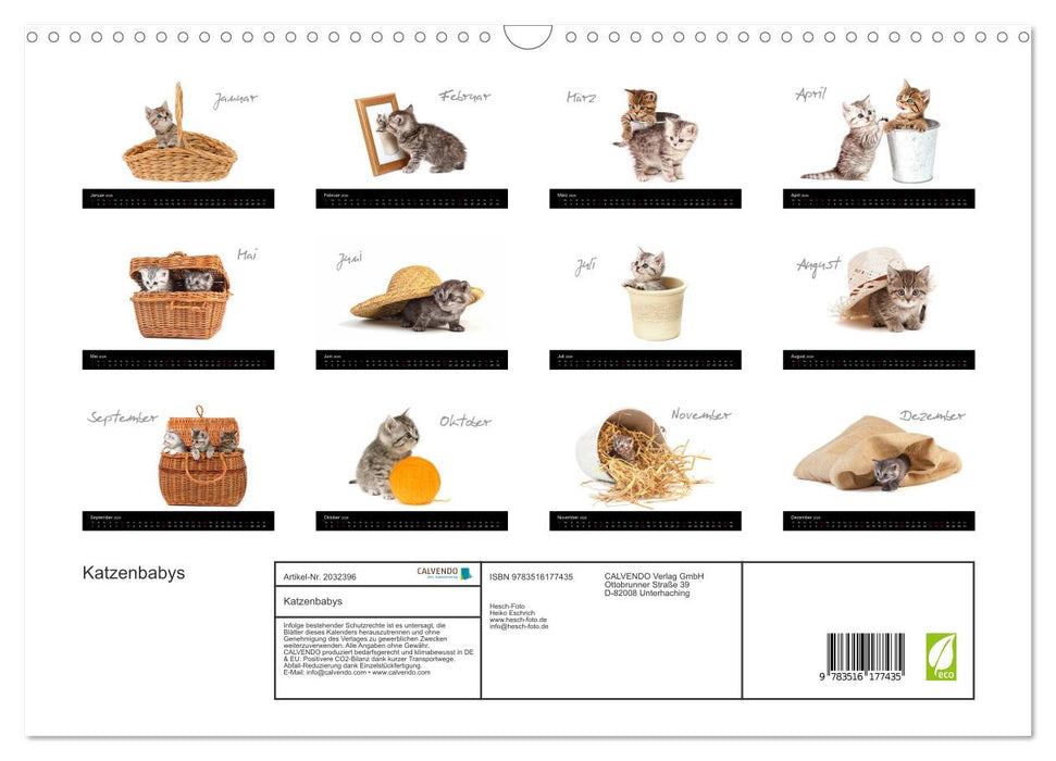 Katzenbabys (CALVENDO Wandkalender 2026)