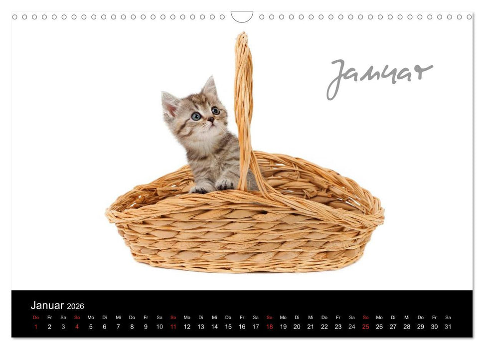 Katzenbabys (CALVENDO Wandkalender 2026)