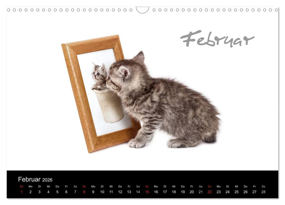 Katzenbabys (CALVENDO Wandkalender 2026)