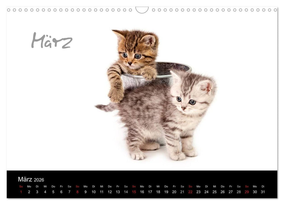 Katzenbabys (CALVENDO Wandkalender 2026)