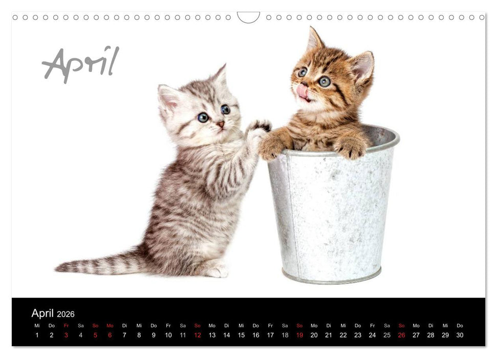 Katzenbabys (CALVENDO Wandkalender 2026)