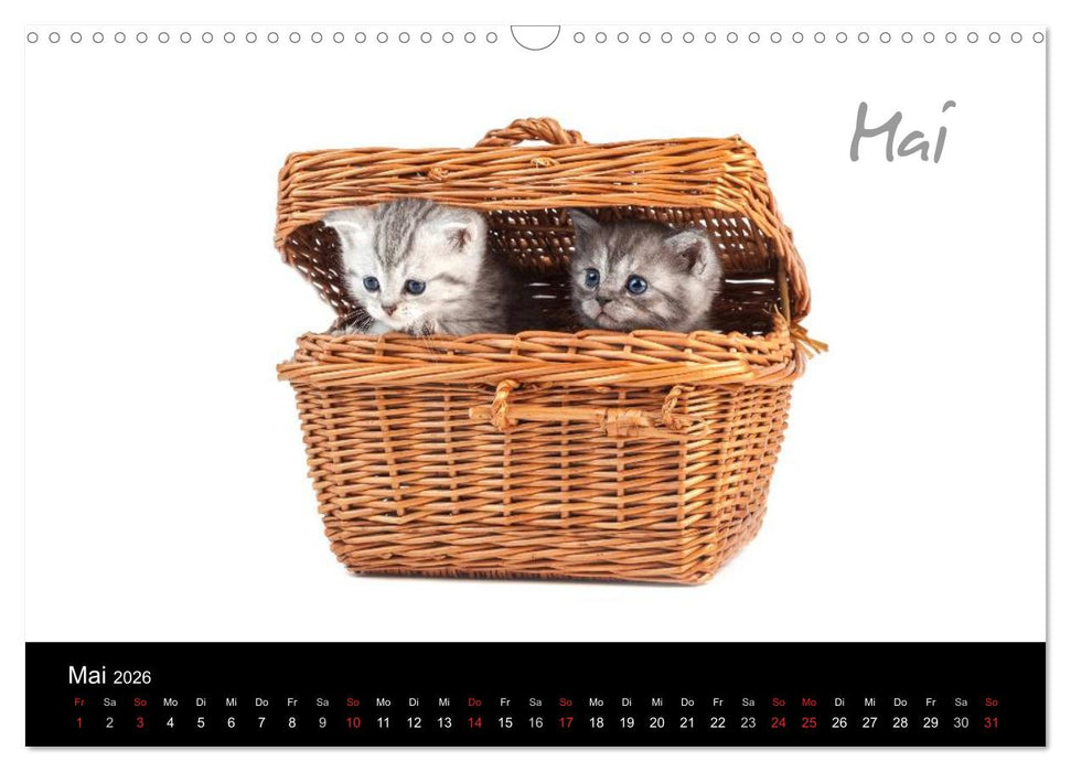 Katzenbabys (CALVENDO Wandkalender 2026)
