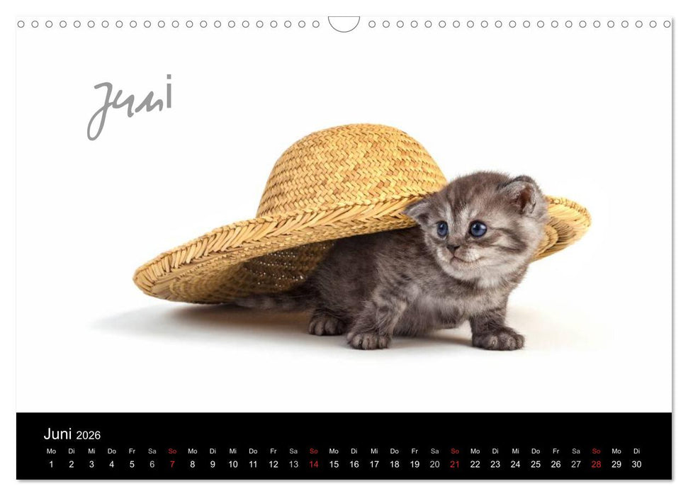 Katzenbabys (CALVENDO Wandkalender 2026)