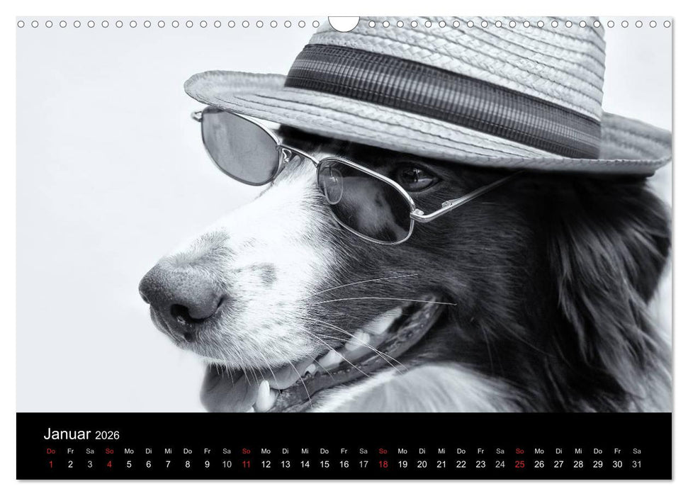 Hütehunde (CALVENDO Wandkalender 2026)