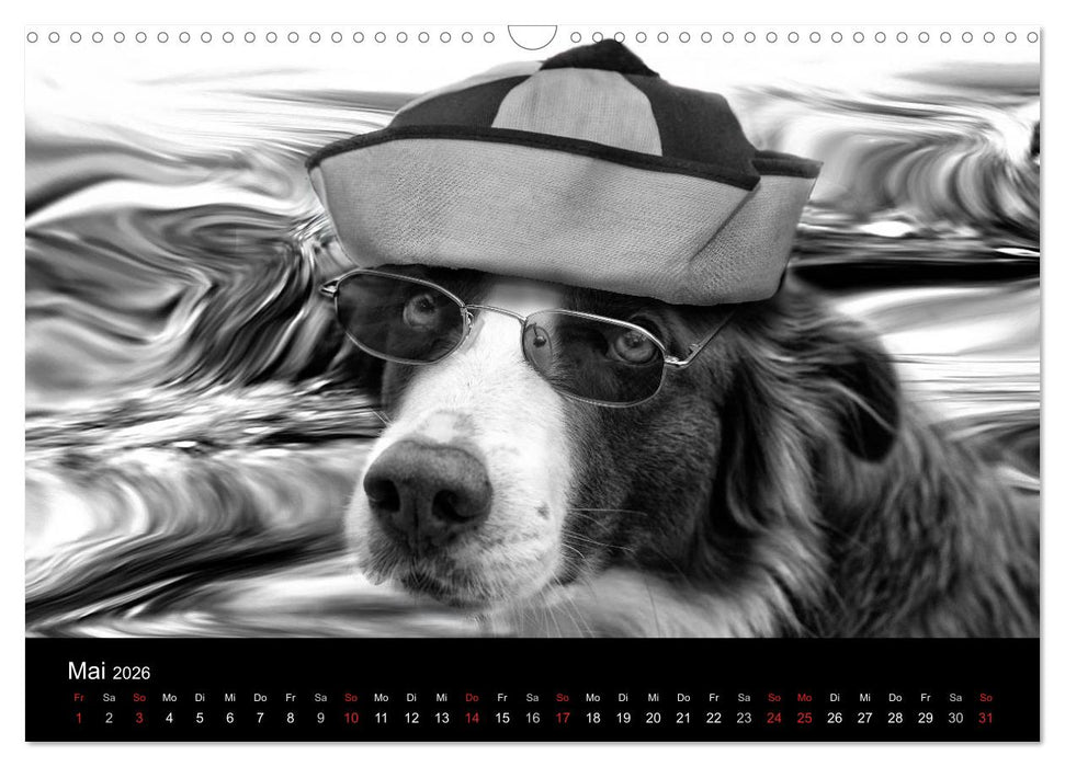 Hütehunde (CALVENDO Wandkalender 2026)