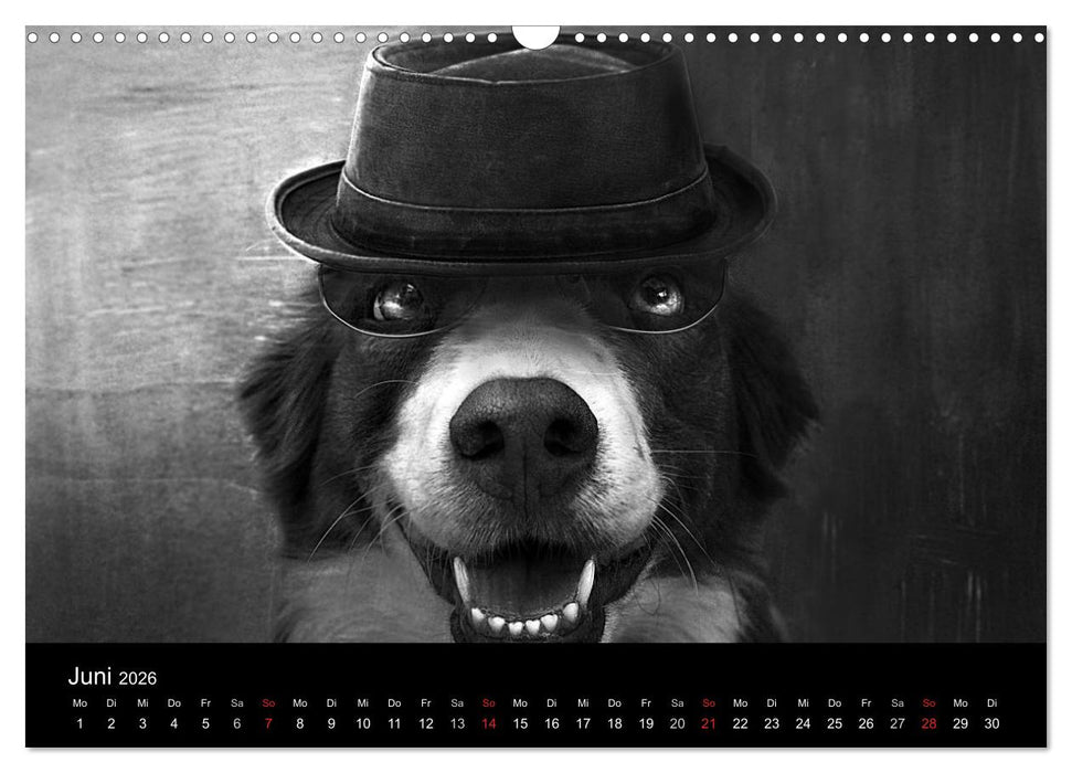 Hütehunde (CALVENDO Wandkalender 2026)