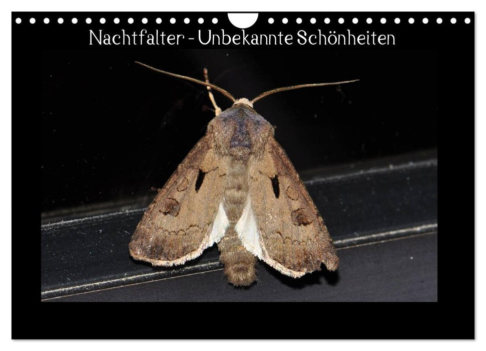 Nachtfalter - Unbekannte Schönheiten (CALVENDO Wandkalender 2026)