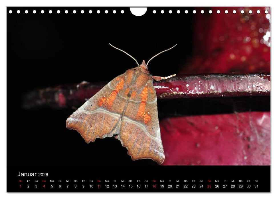 Nachtfalter - Unbekannte Schönheiten (CALVENDO Wandkalender 2026)