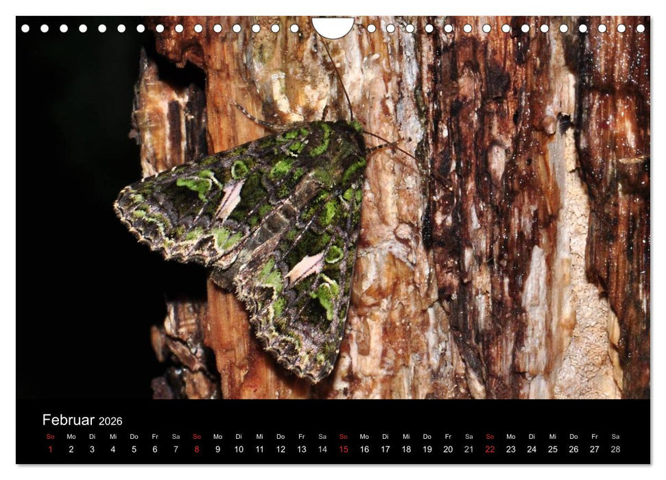 Nachtfalter - Unbekannte Schönheiten (CALVENDO Wandkalender 2026)