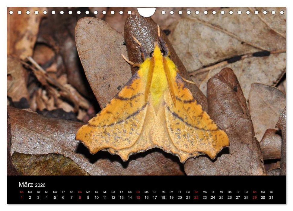 Nachtfalter - Unbekannte Schönheiten (CALVENDO Wandkalender 2026)