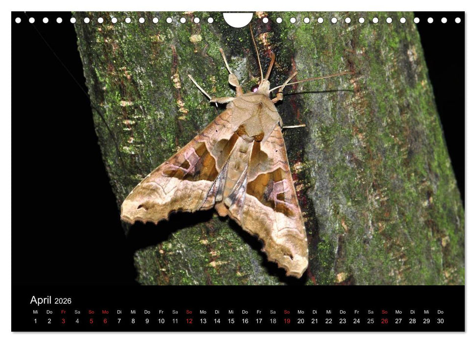 Nachtfalter - Unbekannte Schönheiten (CALVENDO Wandkalender 2026)