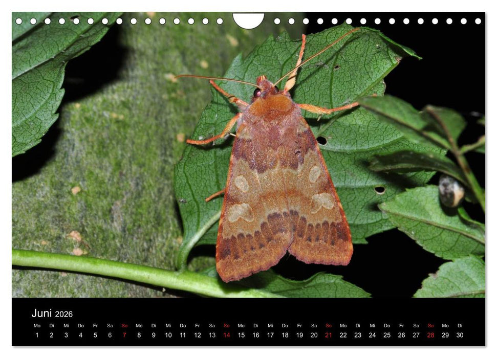 Nachtfalter - Unbekannte Schönheiten (CALVENDO Wandkalender 2026)