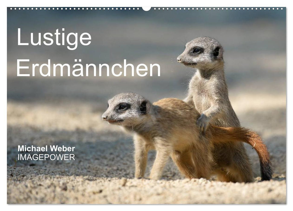 Lustige Erdmännchen (CALVENDO Wandkalender 2026)