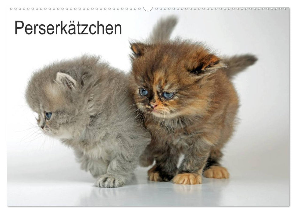 Perserkätzchen (CALVENDO Wandkalender 2026)