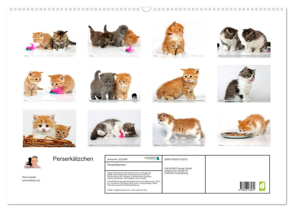 Perserkätzchen (CALVENDO Wandkalender 2026)