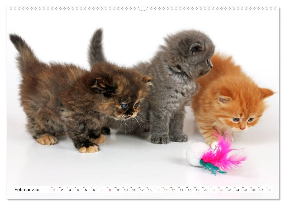Perserkätzchen (CALVENDO Wandkalender 2026)