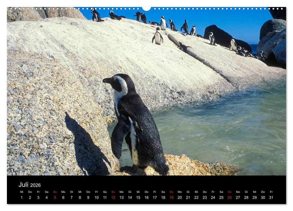 Kapstadt, Winelands und Garden Route (CALVENDO Premium Wandkalender 2026)