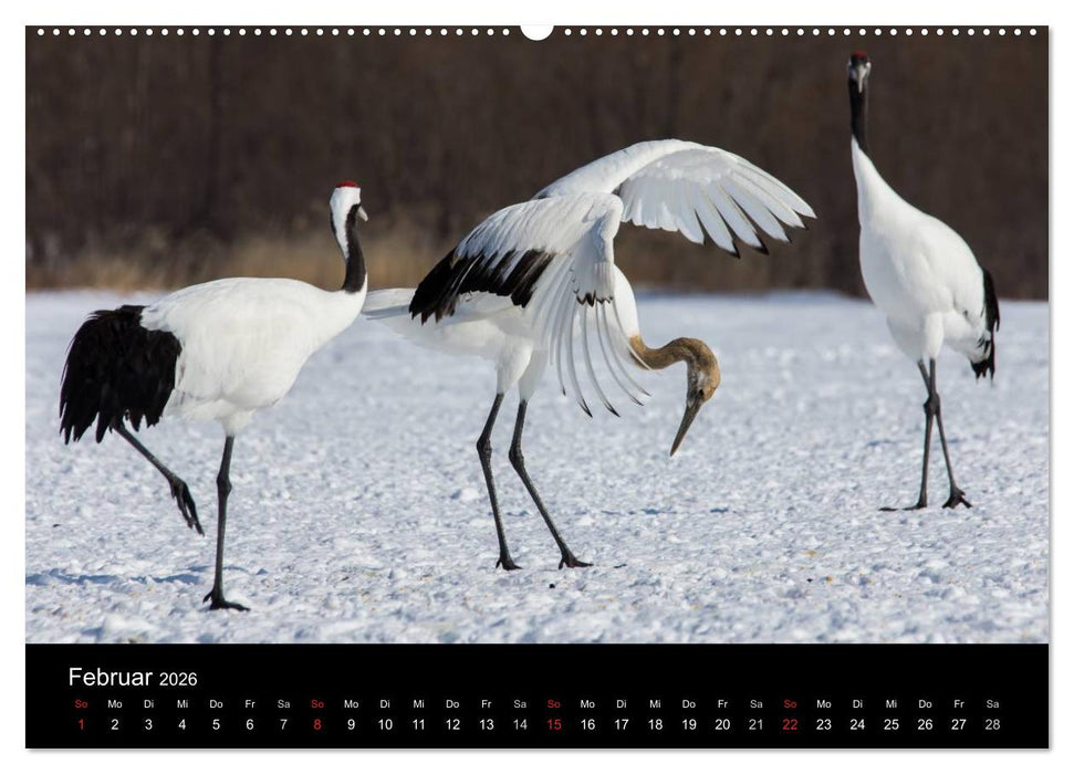 Mandschurenkraniche (CALVENDO Premium Wandkalender 2026)