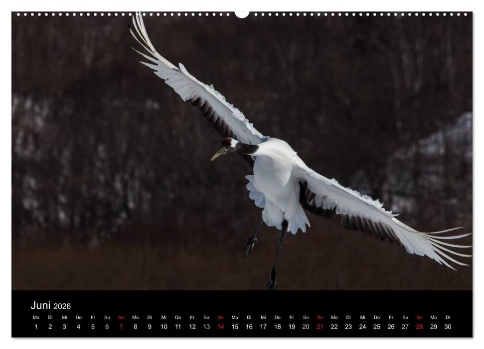 Mandschurenkraniche (CALVENDO Premium Wandkalender 2026)