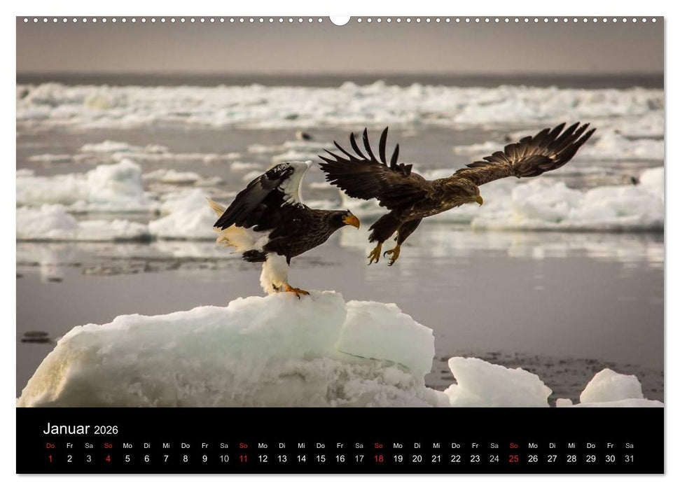 Seeadler - Könige der Lüfte (CALVENDO Premium Wandkalender 2026)