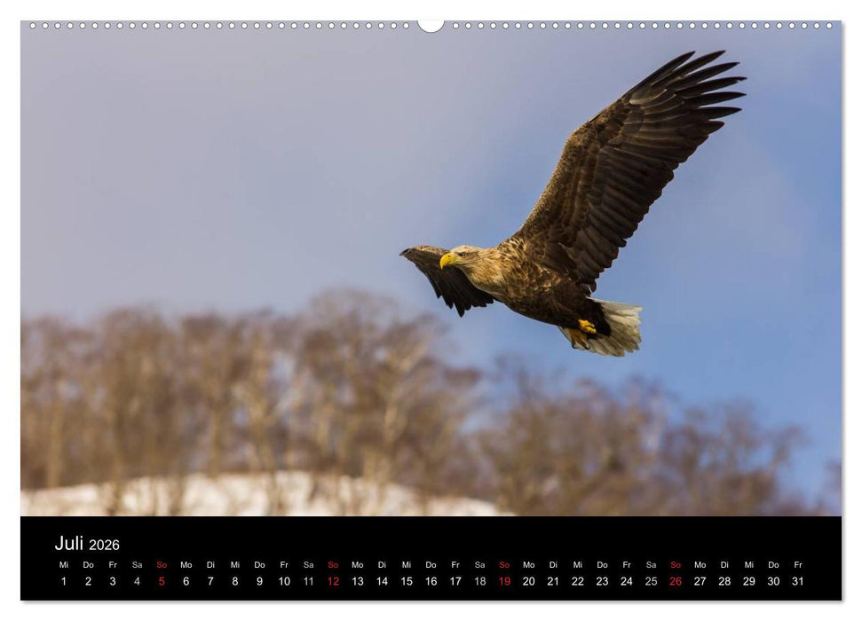 Seeadler - Könige der Lüfte (CALVENDO Premium Wandkalender 2026)