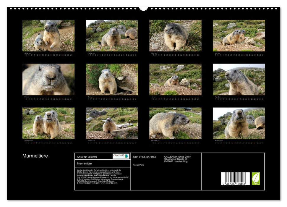 Murmeltiere (CALVENDO Premium Wandkalender 2026)