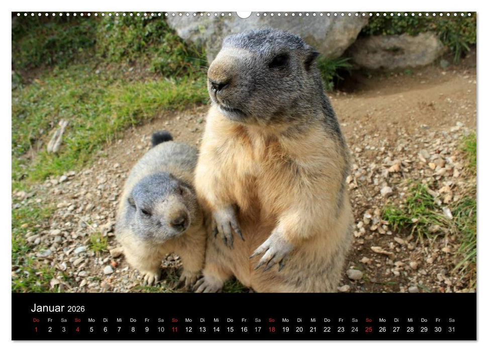 Murmeltiere (CALVENDO Premium Wandkalender 2026)