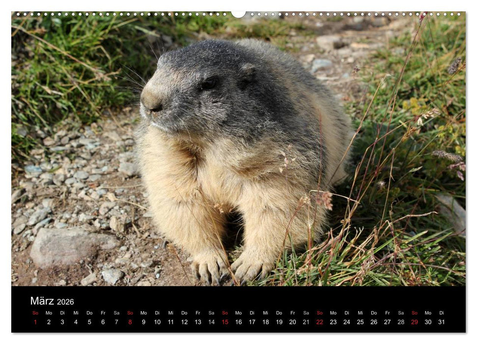 Murmeltiere (CALVENDO Premium Wandkalender 2026)