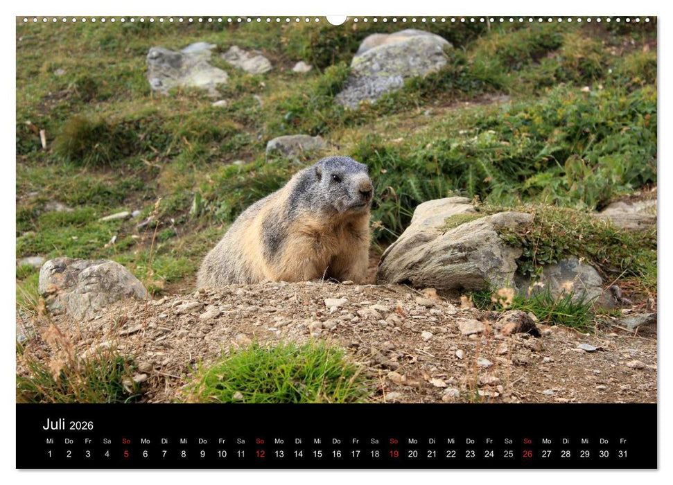 Murmeltiere (CALVENDO Premium Wandkalender 2026)