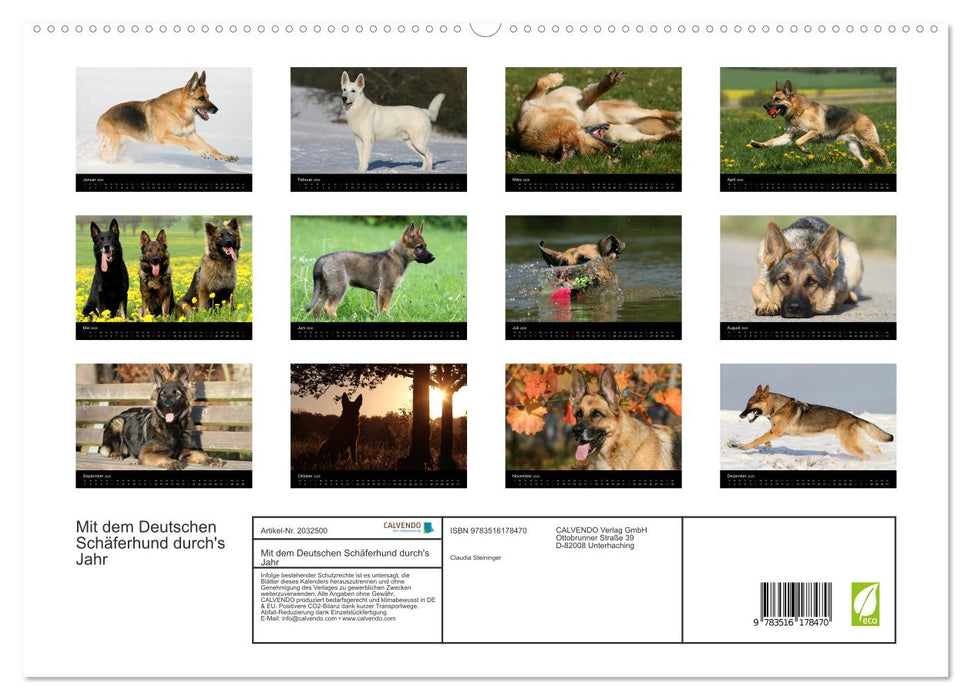Mit dem Deutschen Schäferhund durch's Jahr (CALVENDO Premium Wandkalender 2026)