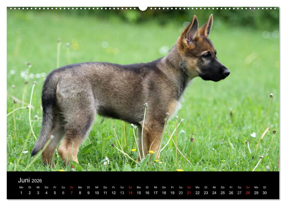 Mit dem Deutschen Schäferhund durch's Jahr (CALVENDO Premium Wandkalender 2026)