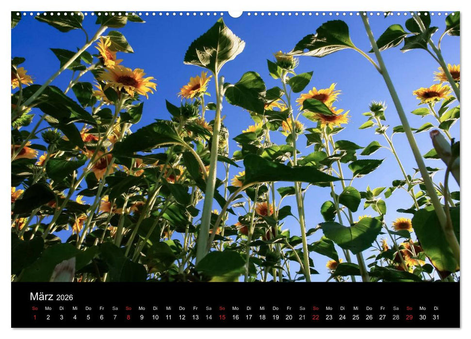 Sonnenblumen (CALVENDO Premium Wandkalender 2026)