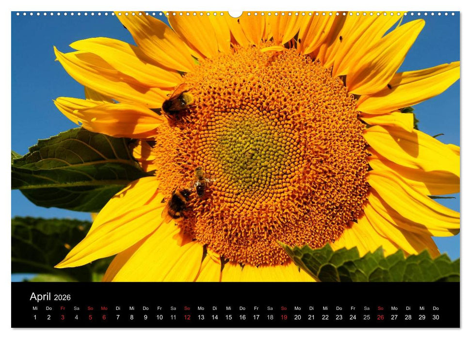 Sonnenblumen (CALVENDO Premium Wandkalender 2026)