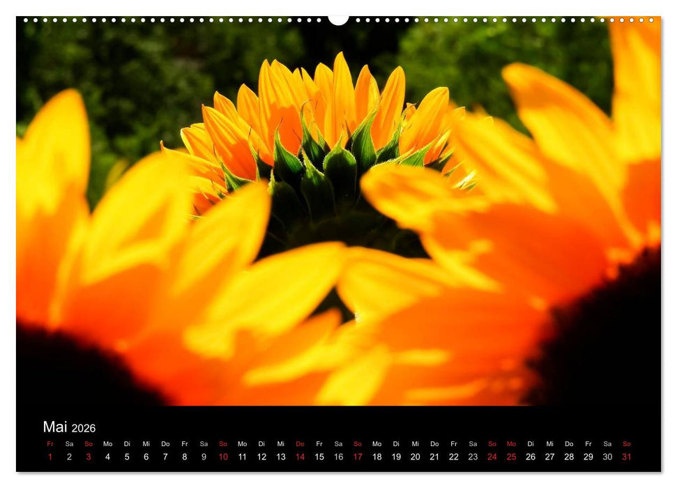 Sonnenblumen (CALVENDO Premium Wandkalender 2026)
