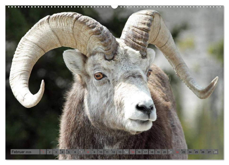 Wildtiere Nordamerikas (CALVENDO Premium Wandkalender 2026)