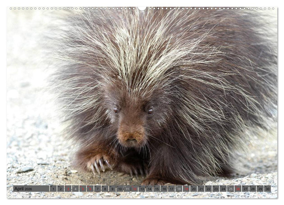 Wildtiere Nordamerikas (CALVENDO Premium Wandkalender 2026)