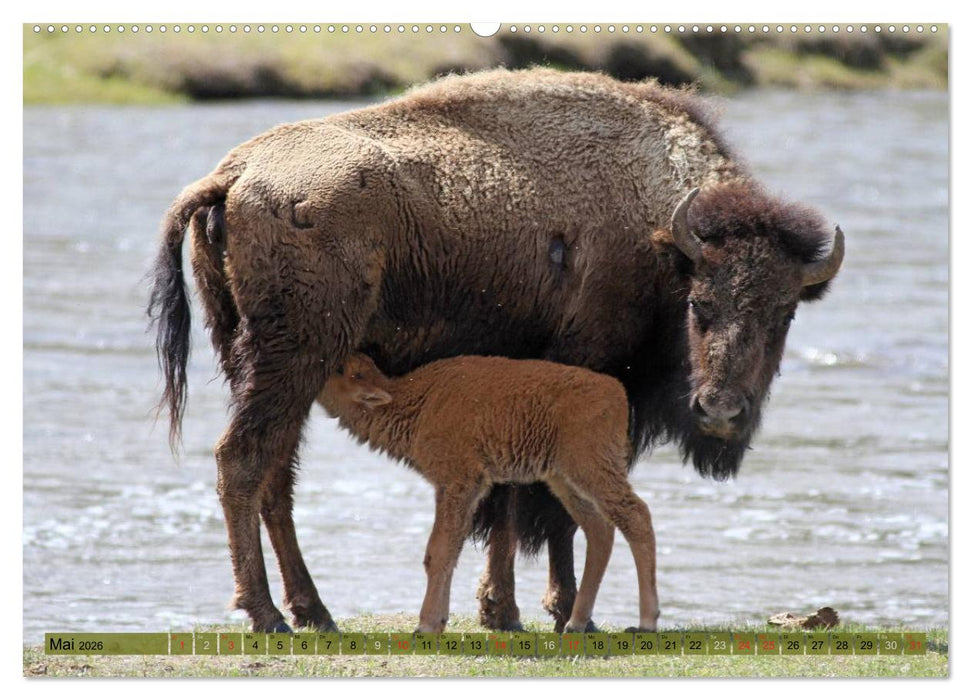 Wildtiere Nordamerikas (CALVENDO Premium Wandkalender 2026)