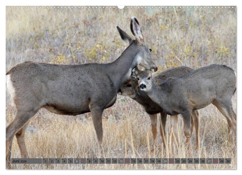 Wildtiere Nordamerikas (CALVENDO Premium Wandkalender 2026)