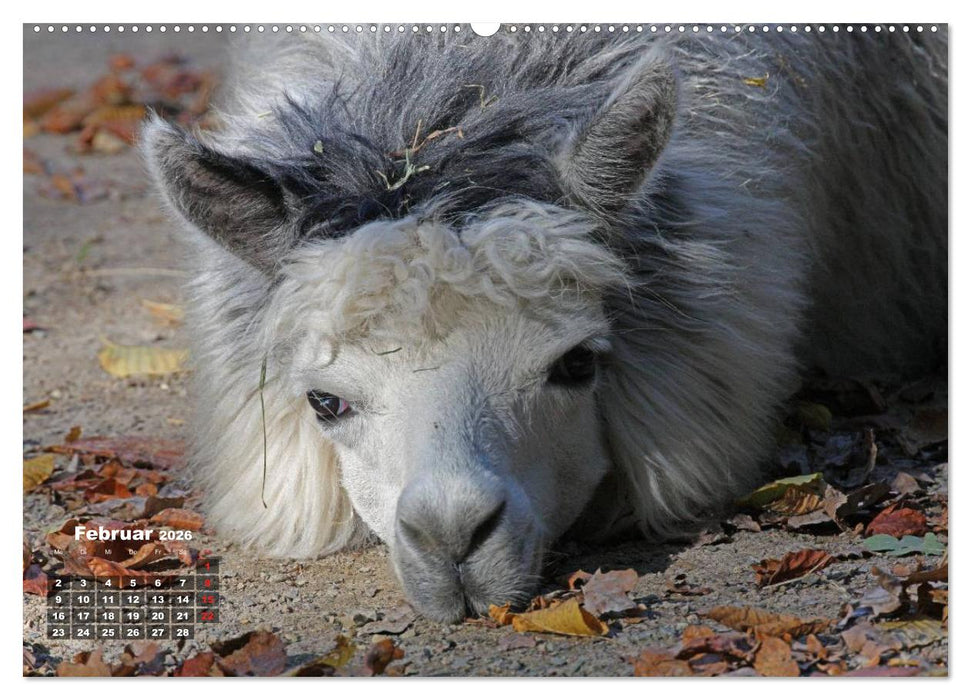 Kamele (CALVENDO Premium Wandkalender 2026)